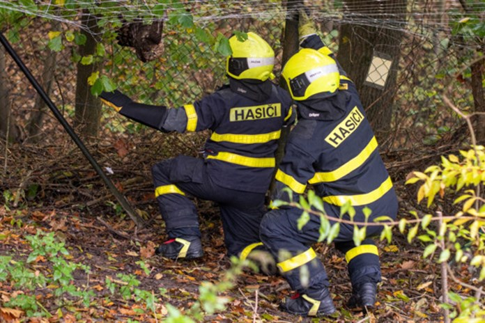 Hasiči v Ostravě zachránili mládě jestřába lesního z ochranné sítě