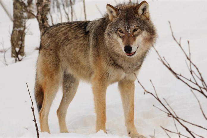 „Problémoví“ vlci? Správa NP Šumava je na řešení konfliktních situací připravena