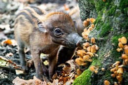 V ostravské zoo se narodila mláďata kriticky ohrožených prasat z Filipín