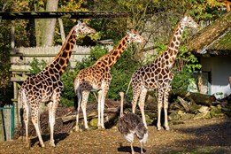 Do zlínské zoo se nyní dostanete za zvýhodněné vstupné