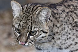 Olomoucká zoo má další přírůstek kočky slaništní