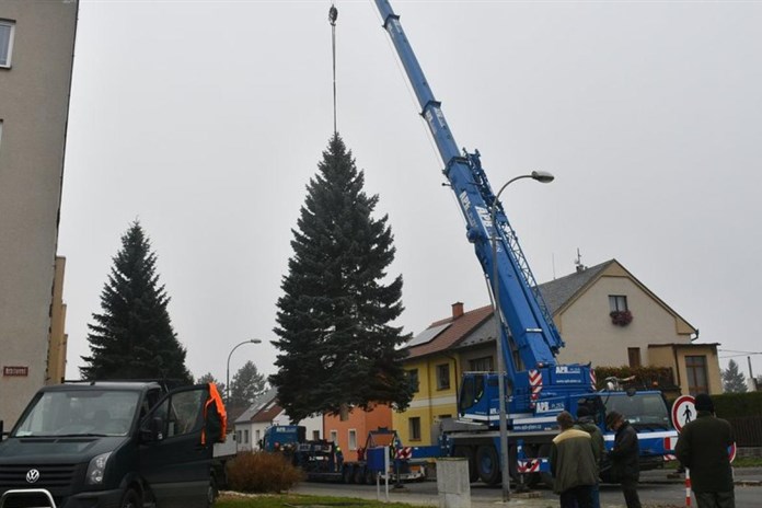 Plzeňský vánoční strom vyrostl na Doubravce, místním už překážel