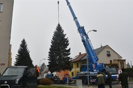 Plzeňský vánoční strom vyrostl na Doubravce, místním už překážel