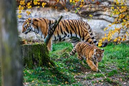 Zlínská zoo se raduje! Malý tygřík zvládl těžší start do života a má se čile k světu