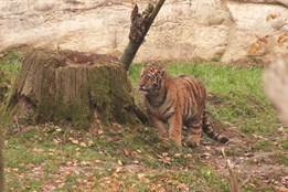 Zlínská zoo je vyhledávaná i díky úspěšným odchovům