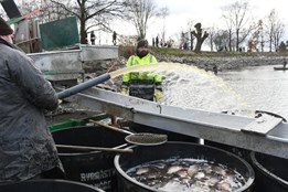 Plzeňští rybníkáři se chystají na výlov Drahotínského rybníka. Cena kapra zůstává stejná