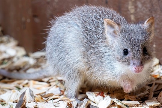 V olomoucké zoo se narodilo první mládě klokánka rudohnědého