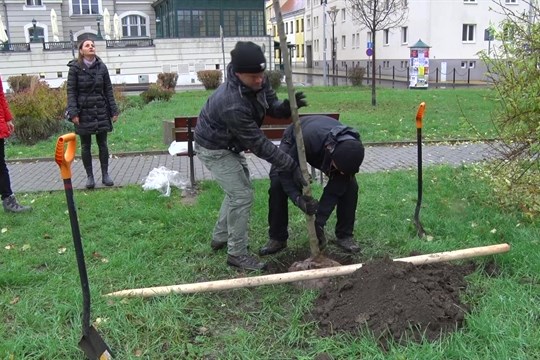 V centru Hodonína roste lípa Tomáše Garrigua Masaryka 