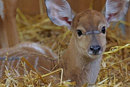 Radost v plzeňské zoo. Přivítali tam na svět dvě mláďata antilop