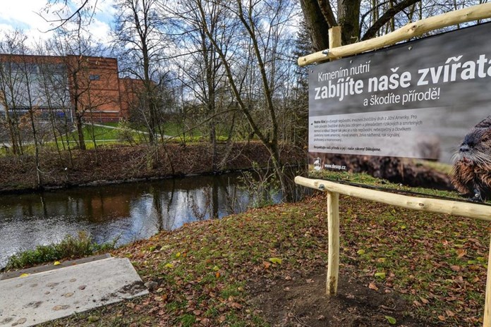 Plzeň varuje před krmením nutrií: Hlodavci ohrožují zdraví a ničí přírodu