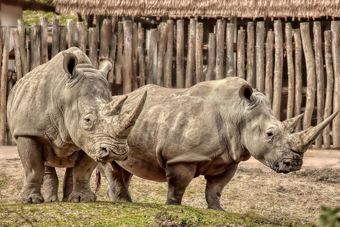 Smutek ve zlínské zoo. Nosorožčí mládě krátce po porodu uhynulo