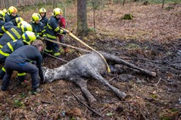 Lesní bažina se stala pastí pro koně ve Frýdku-Místku. Zachránili ho hasiči