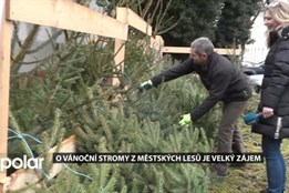 O čerstvě řezané vánoční stromy opavských městských lesů je velký zájem