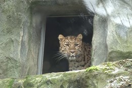 Do olomoucké zoo přicestovala samice levharta