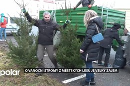 Opavské městské lesy lidem nabídly více než stovku vánočních stromů různých velikostí