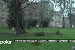 Ostrava pokračuje v likvidaci jmelí, parazit poškozuje městskou zeleň