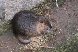 V Železném Brodě bojují s přemnoženými nutriemi