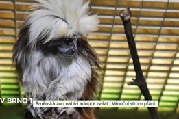 Brněnská zoo nabízí adopce zvířat i Vánoční strom přání