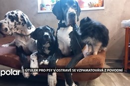 Útulek pro psy v Ostravě se vzpamatovává z povodní. Pomoc je vítaná