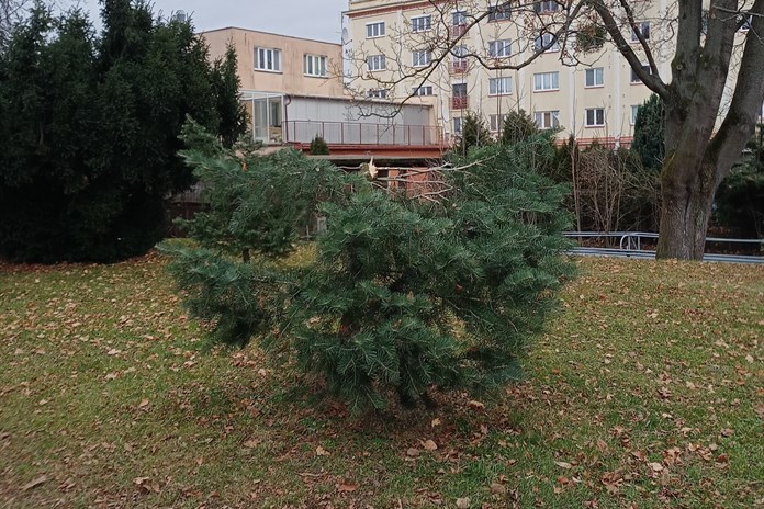 Vandalové ve Zlíně odřezávají mladé stromky. S jejich odhalením pomohou fotopasti