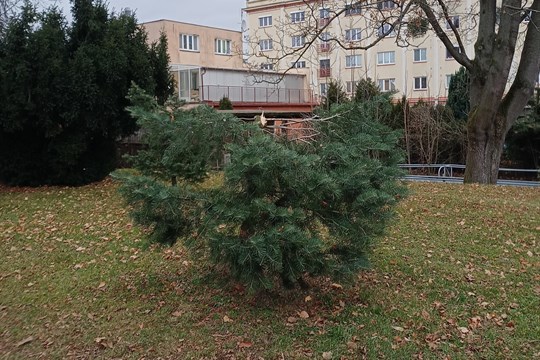 Vandalové ve Zlíně odřezávají mladé stromky. S jejich odhalením pomohou fotopasti