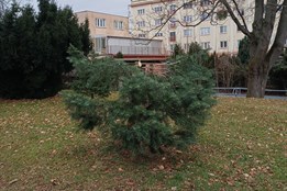 Vandalové ve Zlíně odřezávají mladé stromky. S jejich odhalením pomohou fotopasti