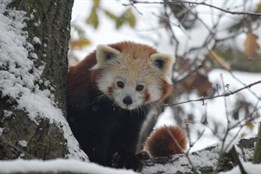 V plzeňské zoo rozdává dárky zlatá rybka už na Štědrý den dopoledne!