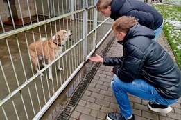 Vánoční tradice v útulku. Ševci podpořili opuštěná zvířata