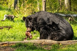 Medvěd Jiří už se zabydluje v ostravské zoo. Transport v bedně zvládl na jedničku