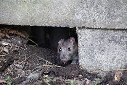 Město Olomouc upozorňuje, aby lidé nekrmili potkany