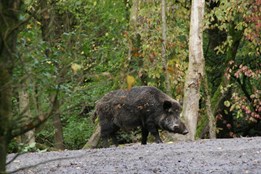 Karlovarský kraj bojuje s přemnožením černé zvěře, lovcům poskytne dotaci