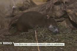 Zoo Brno má i v zimních měsících stále co nabídnout