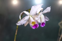 Botanická zahrada v Liberci láká na orchideje