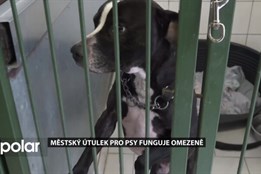 Městský útulek pro psy v Opavě čeká rekonstrukce. Po povodních funguje v omezeném provozu