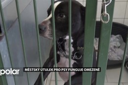 Městský útulek pro psy v Opavě čeká rekonstrukce. Po povodních funguje omezeně