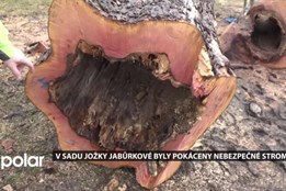 Osm stromů v sadu Jožky Jabůrkové v Ostravě-Vítkovicích šlo kvůli bezpečnosti k zemi