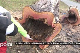 V sadu Jožky Jabůrkové v Ostravě-Vítkovicích šlo kvůli bezpečnosti k zemi osm stromů