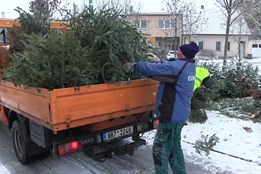 Svoz vánočních stromků bude trvat, dokud to bude potřeba