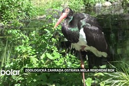 ZOO Ostrava měla rekordní rok. I díky počasí byla návštěvnost znovu překonána