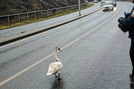 Nejen lidé chodí na procházky. Labuť se promenádovala uprostřed silnice