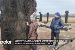 Česko vysílá na japonské Expo 6500 let starý subfosilní les ze Slezska