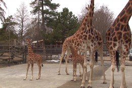 V olomoucké zoo se narodilo další žirafí mládě