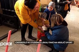 Chovatelé ve Studénce lákali návštěvníky výstavy také na králičí sport