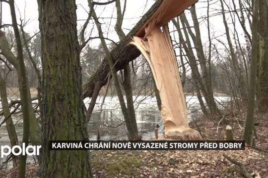 Na Lodičkách se objevili bobři, město chrání nově vysazené stromy