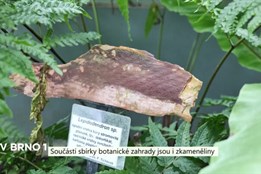 Součástí sbírky botanické zahrady jsou i zkameněliny