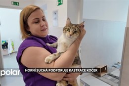 Horní Suchá podporuje kastrace koček, chce předejít přemnožení