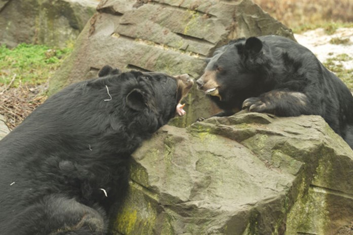 Hasiči asistovali v Zoo Ostrava u seznamování dvou medvědů