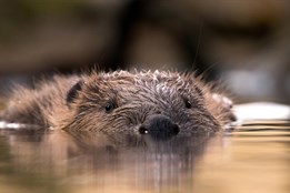 Před 20 lety se bobr evropský vrátil na Šumavu. Zadržuje tu velké množství vody a je přirozenou kořistí vlků