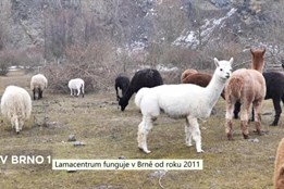 Lamacentrum funguje v Brně od roku 2011