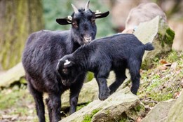 V Zoo Ostrava uhynula koza kvůli plastovým sáčkům od návštěvníků